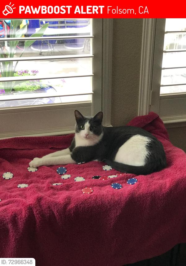 Lost Male Cat last seen E. Natoma & Bowen Drive, Folsom, CA 95630