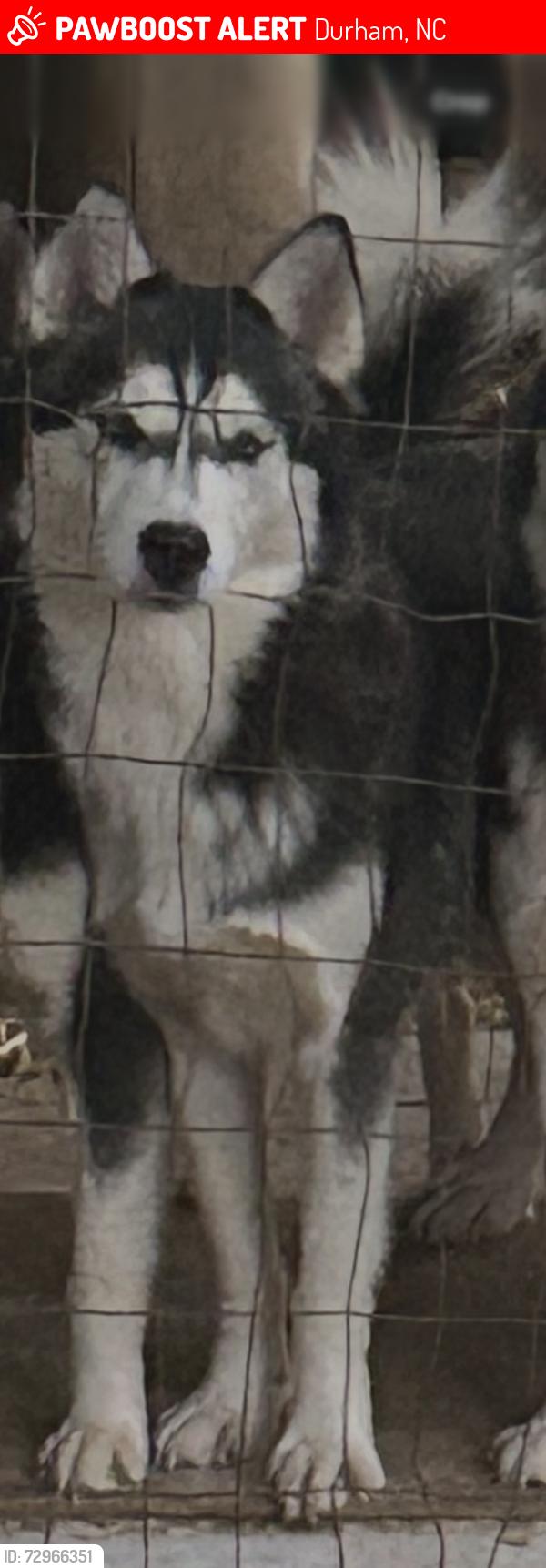 Lost Female Dog last seen Delano st Durham NC, Durham, NC 27703