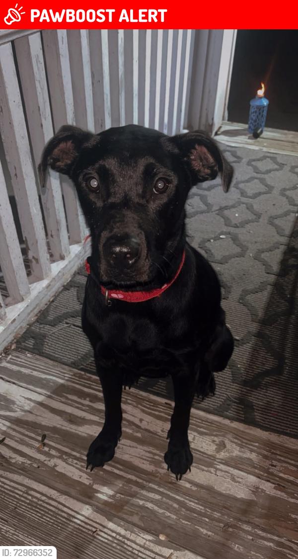 Lost Female Dog last seen sundale, North College Hill, OH 45239