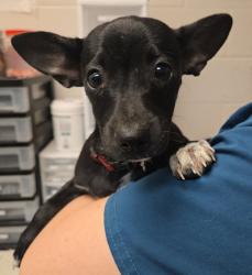 Shelter Stray Male Dog last seen Indian Creek Road, GARNER, NC, 27529, Raleigh, NC 27610