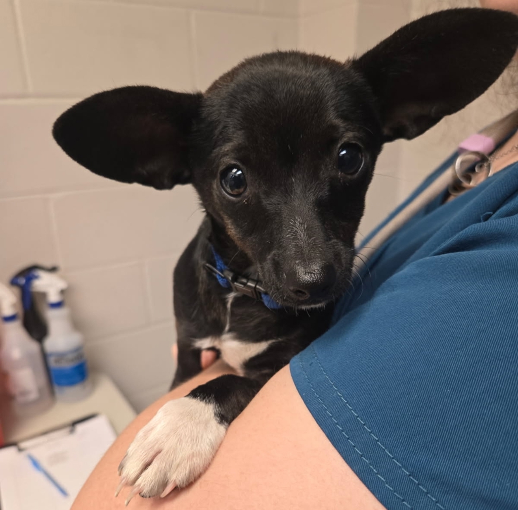 Shelter Stray Female Dog last seen Indian Creek Road, GARNER, NC, 27529, Raleigh, NC 27610