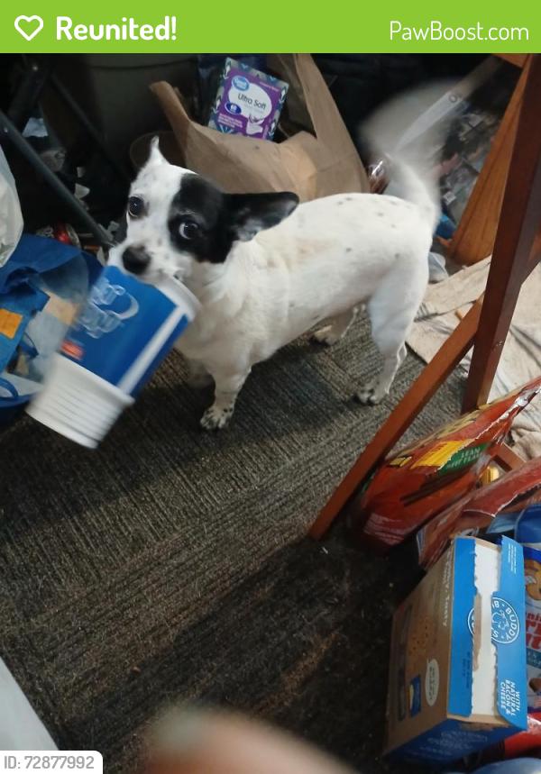 Reunited Male Dog last seen Near S. 5th St, Chico , Chico, CA 95928