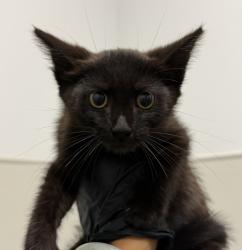 Shelter Stray Male Cat last seen Near S 41st Street, San Diego, CA, 92113, San Diego, CA 92110