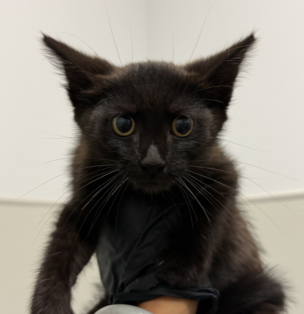 Shelter Stray Male Cat last seen Near S 41st Street, San Diego, CA, 92113, San Diego, CA 92110