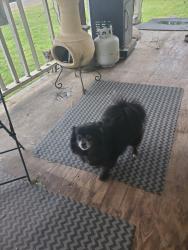 Lost Female Dog last seen TYLER RD, Tehama County, CA 96035