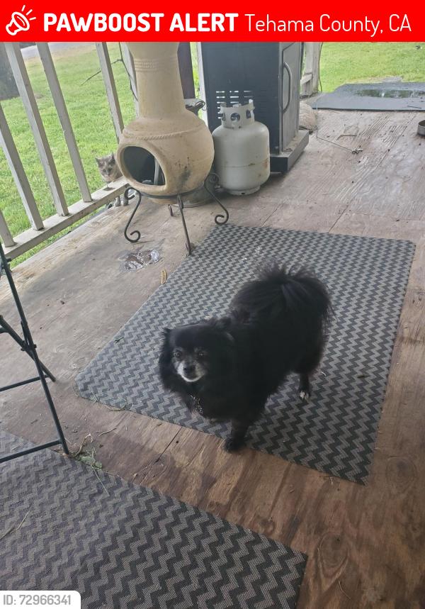 Lost Female Dog last seen TYLER RD, Tehama County, CA 96035