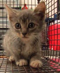 Shelter Stray Female Cat last seen Placid Drive, CARY, NC, 27511, Raleigh, NC 27610