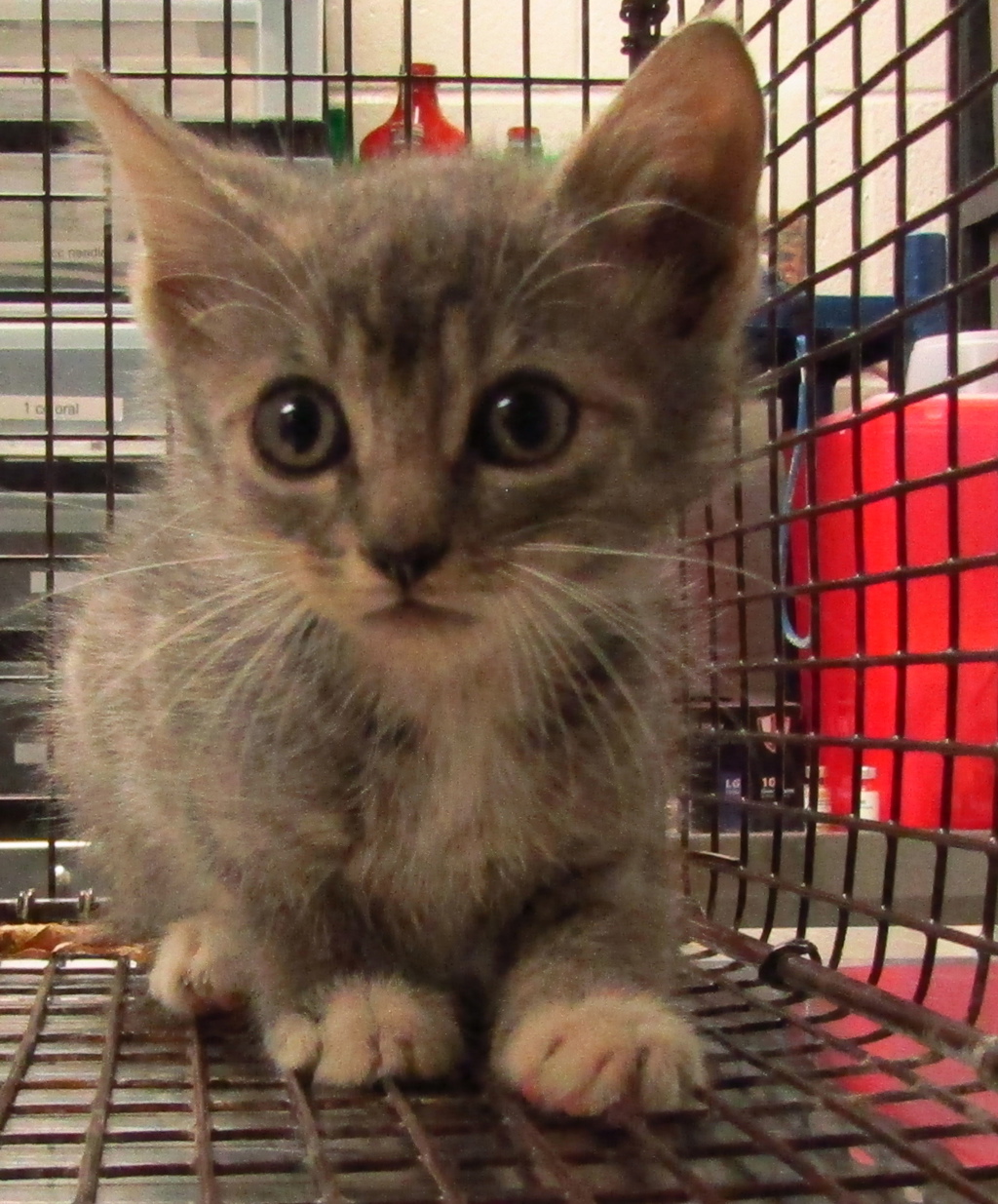 Shelter Stray Female Cat last seen Placid Drive, CARY, NC, 27511, Raleigh, NC 27610
