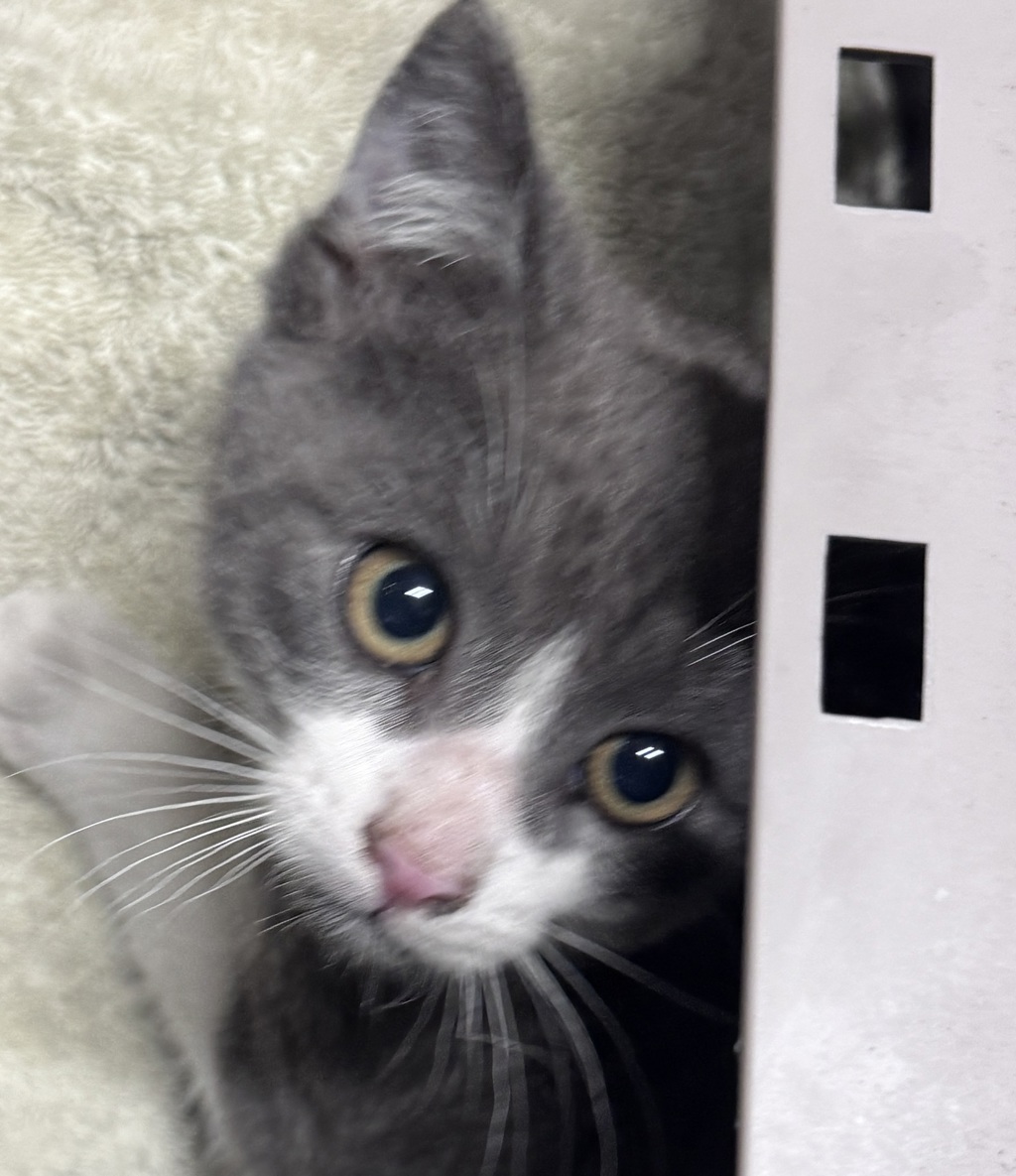Shelter Stray Male Cat last seen Pauma Valley, CA, 92061, Escondido, CA 92027
