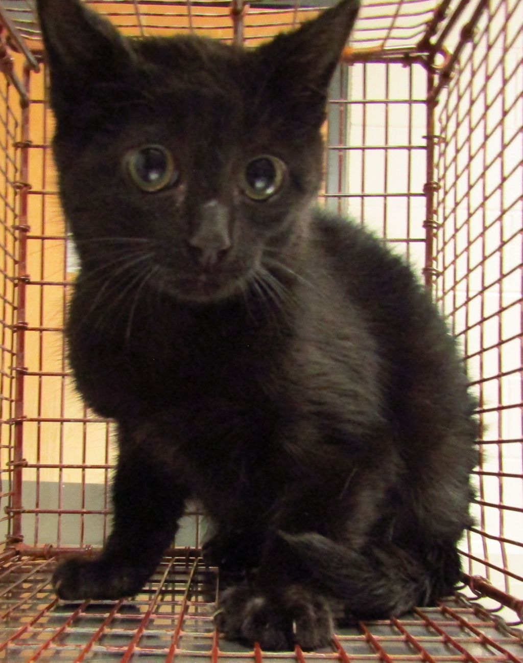 Shelter Stray Male Cat last seen Near Block Seabrook Ave, CARY, NC, 27511, Raleigh, NC 27610