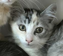 Shelter Stray Female Cat last seen Near Langmuir Street, San Diego, CA, 92111, San Diego, CA 92110