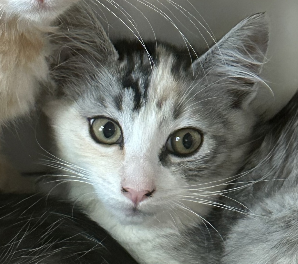 Shelter Stray Female Cat last seen Near Langmuir Street, San Diego, CA, 92111, San Diego, CA 92110