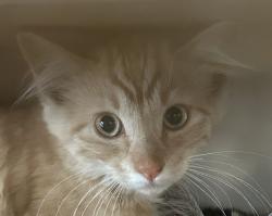 Shelter Stray Male Cat last seen Near Langmuir Street, San Diego, CA, 92111, San Diego, CA 92110