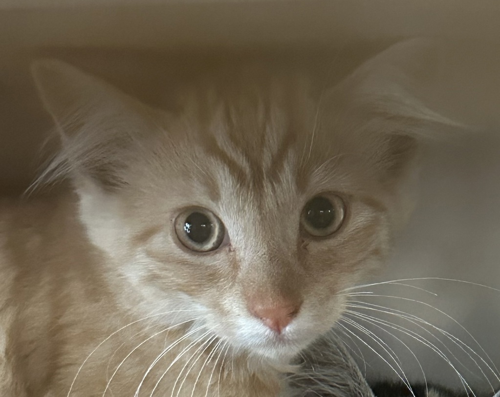 Shelter Stray Male Cat last seen Near Langmuir Street, San Diego, CA, 92111, San Diego, CA 92110