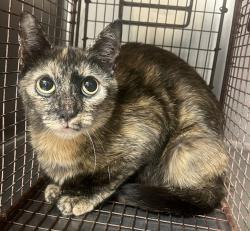 Shelter Stray Unknown Cat last seen Breadfruit Court, RALEIGH, NC, 27616, Raleigh, NC 27610