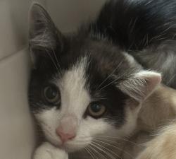Shelter Stray Female Cat last seen Near Langmuir Street, San Diego, CA, 92111, San Diego, CA 92110