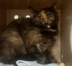 Shelter Stray Unknown Cat last seen NC, Raleigh, NC 27610