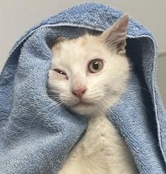 Shelter Stray Male Cat last seen Near Langmuir Street, San Diego, CA, 92111, San Diego, CA 92110