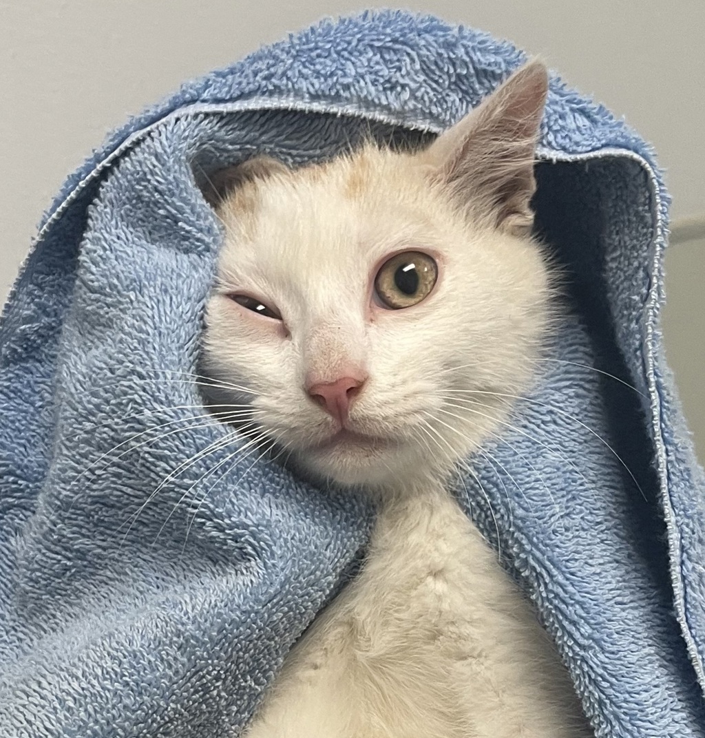 Shelter Stray Male Cat last seen Near Langmuir Street, San Diego, CA, 92111, San Diego, CA 92110