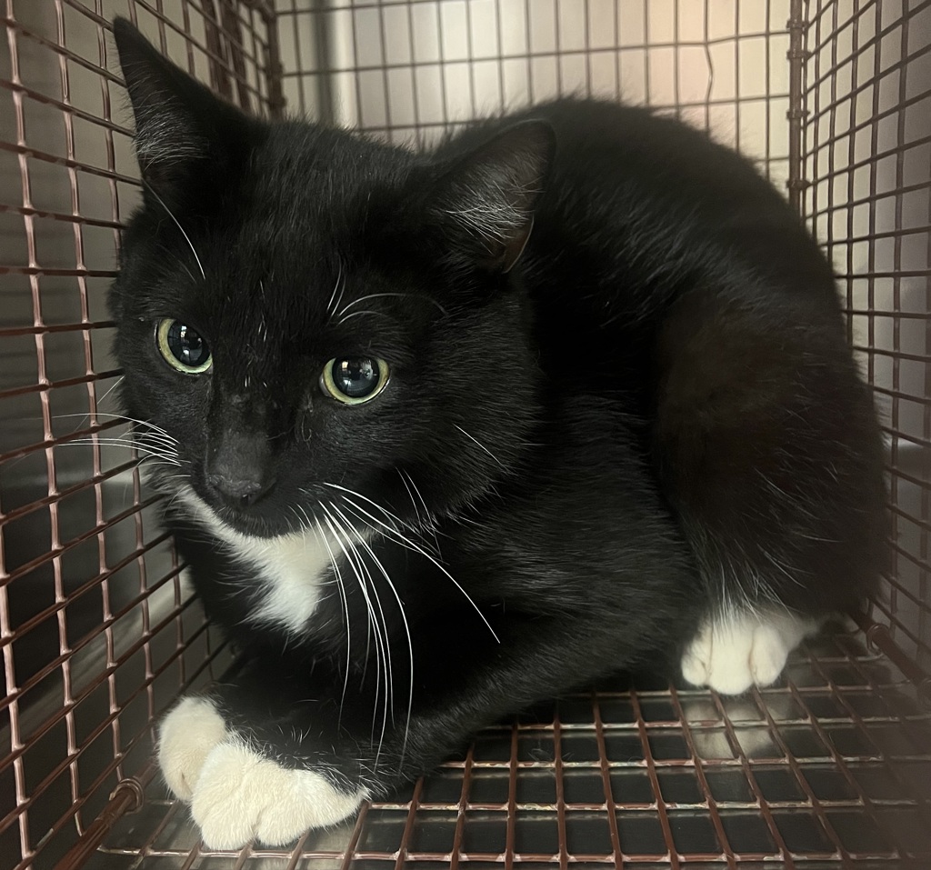 Shelter Stray Unknown Cat last seen Near Block Camden Branch Dr, CARY, NC, 27518, Raleigh, NC 27610