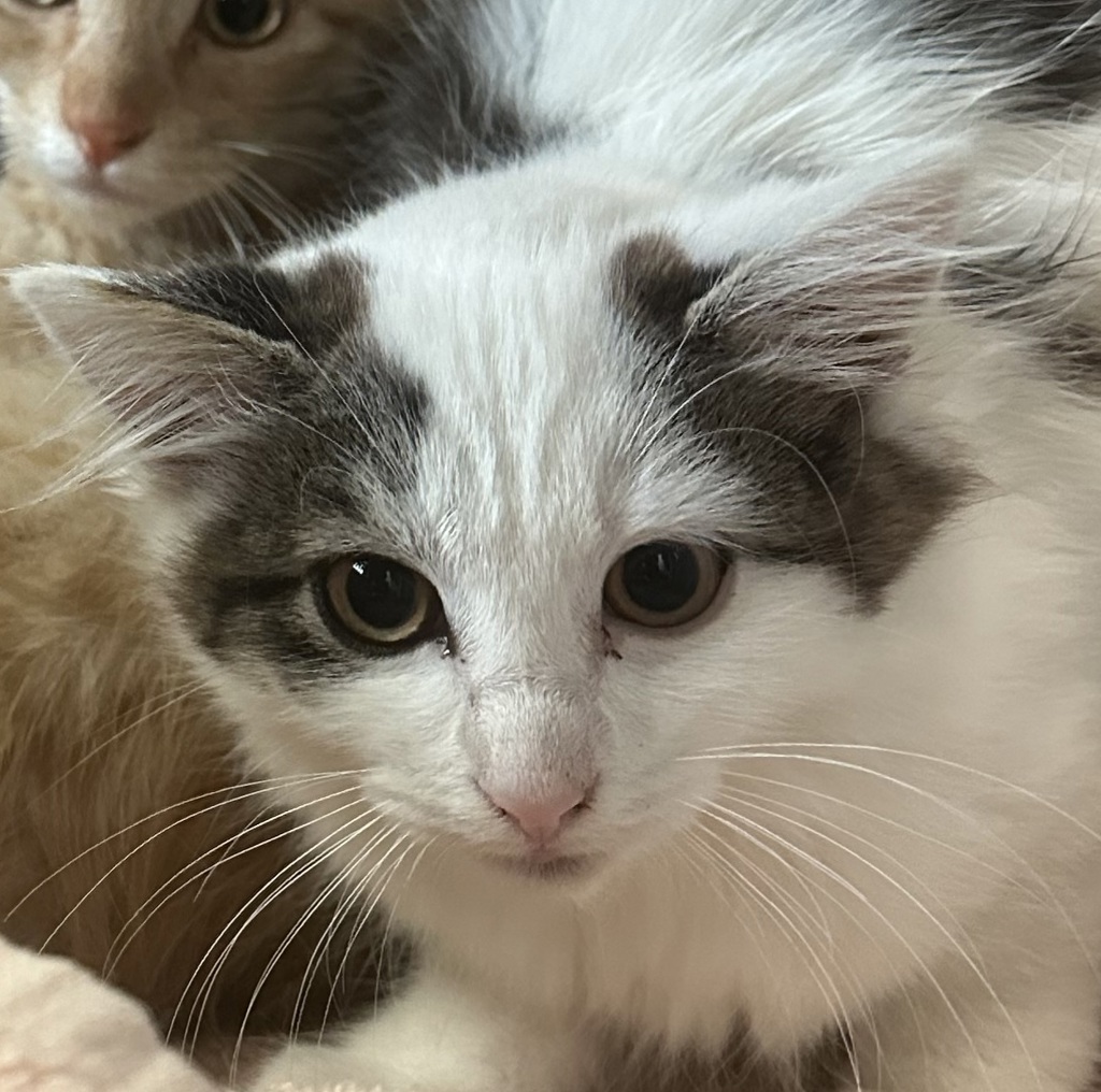 Shelter Stray Female Cat last seen Near Langmuir Street, San Diego, CA, 92111, San Diego, CA 92110