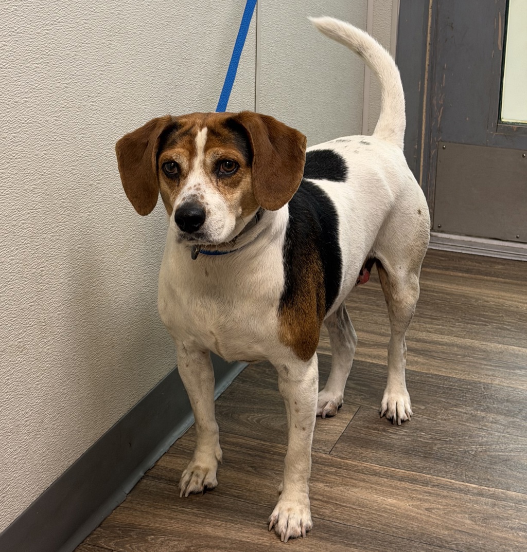 Shelter Stray Female Dog last seen Manila Avenue, San Diego, CA, 92126, San Diego, CA 92110