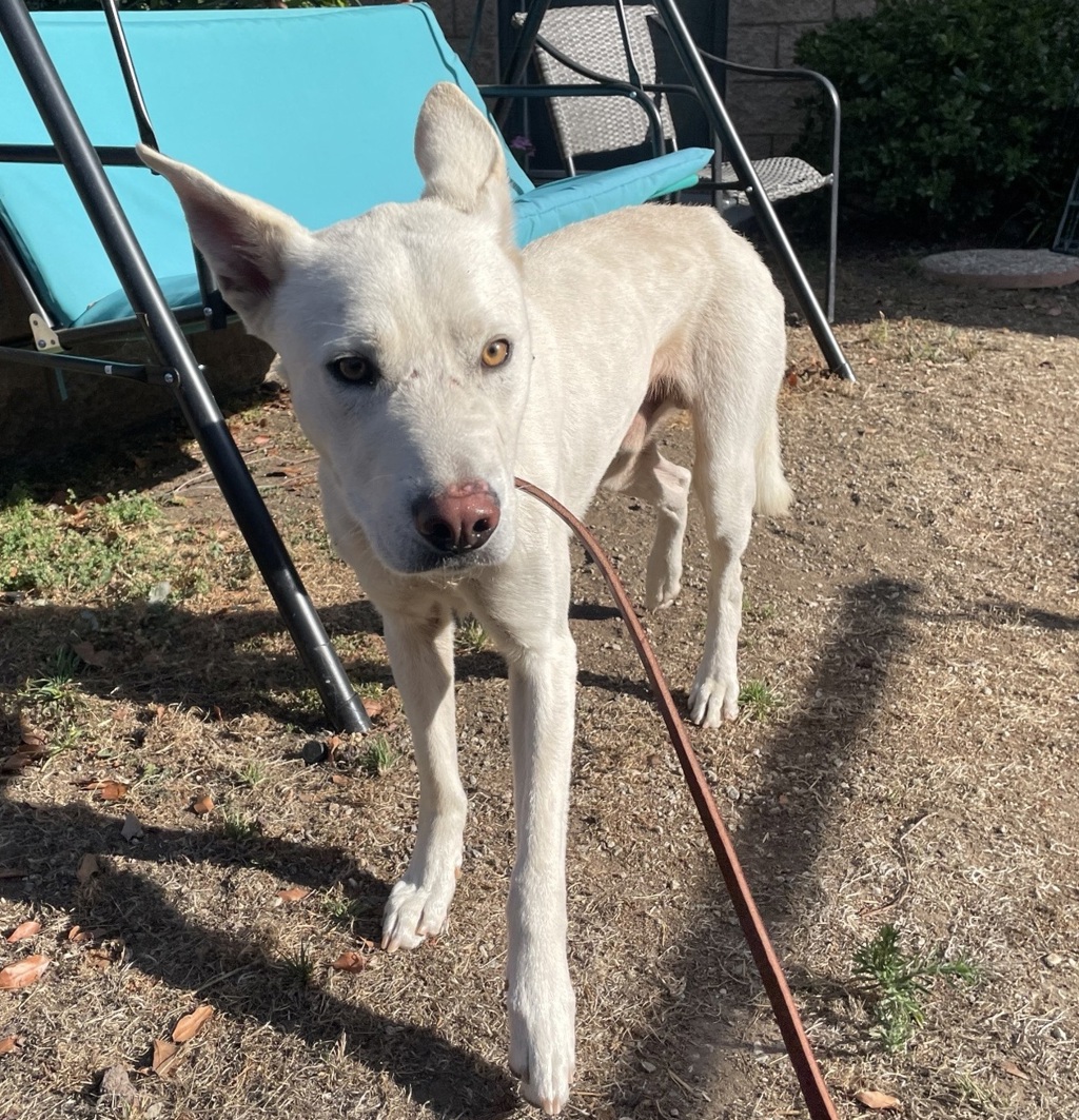 Shelter Stray Male Dog last seen Near N Broadway, Escondido, CA, 92026, Escondido, CA 92027