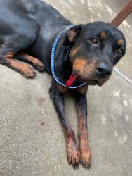 Shelter Stray Unknown Dog last seen Near Catherine Drive, AUSTIN, TX, 78724, Austin, TX 78702