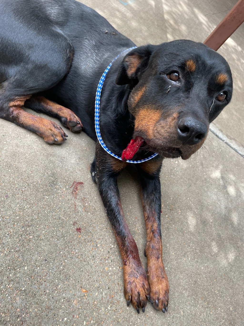 Shelter Stray Female Dog last seen Near Catherine Drive, AUSTIN, TX, 78724, Austin, TX 78702