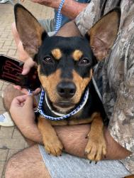 Shelter Stray Unknown Dog last seen Near Ann Jene Court, AUSTIN, TX, 78744, Austin, TX 78702