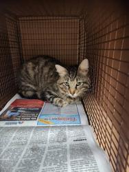 Shelter Stray Unknown Cat last seen Near Masterson Pass, AUSTIN, TX, 78753, Austin, TX 78702