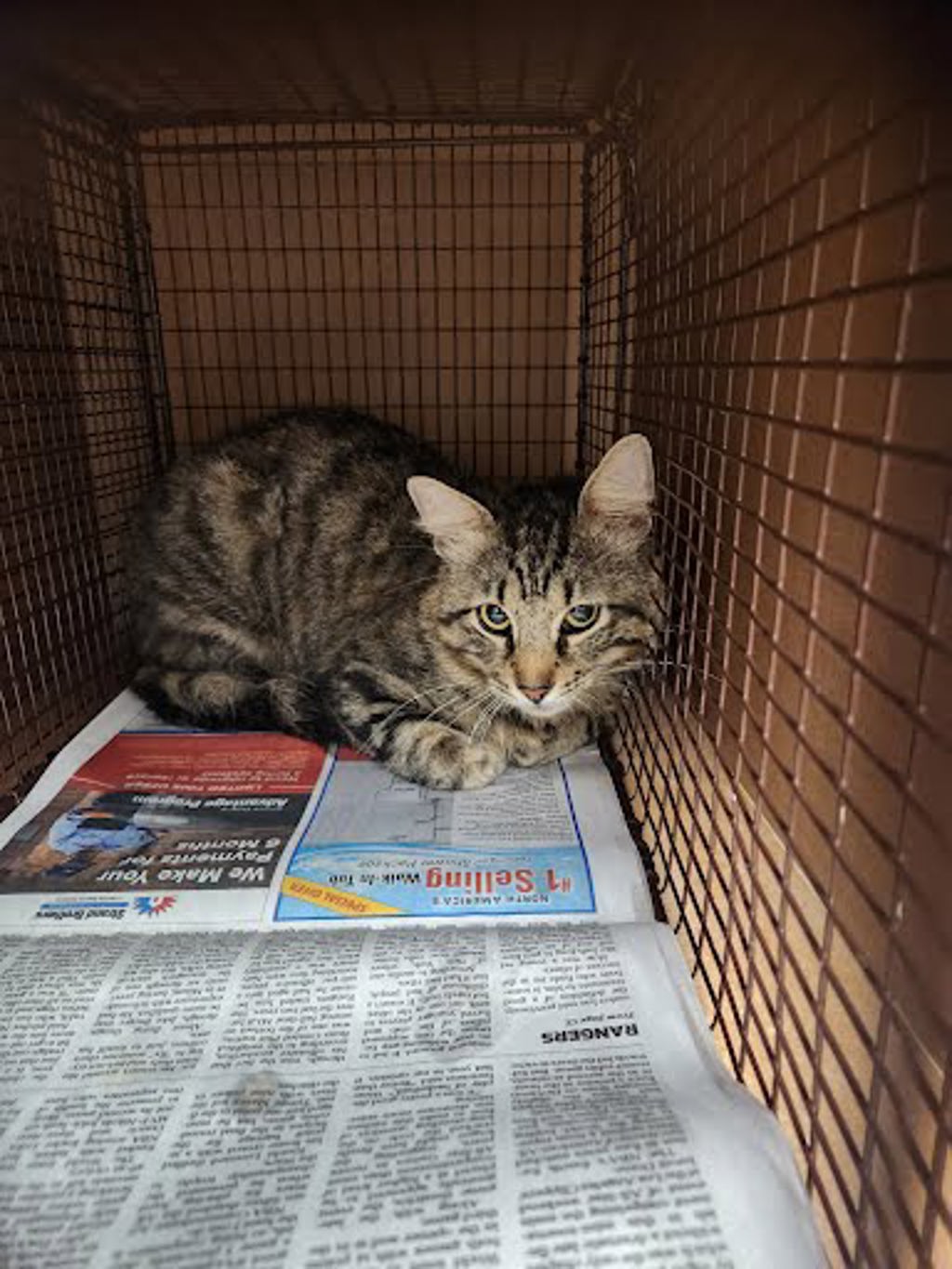 Shelter Stray Unknown Cat last seen Near Masterson Pass, AUSTIN, TX, 78753, Austin, TX 78702