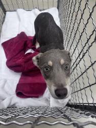 Shelter Stray Unknown Dog last seen Pecan Drive, AUSTIN, TX, 78753, Austin, TX 78702