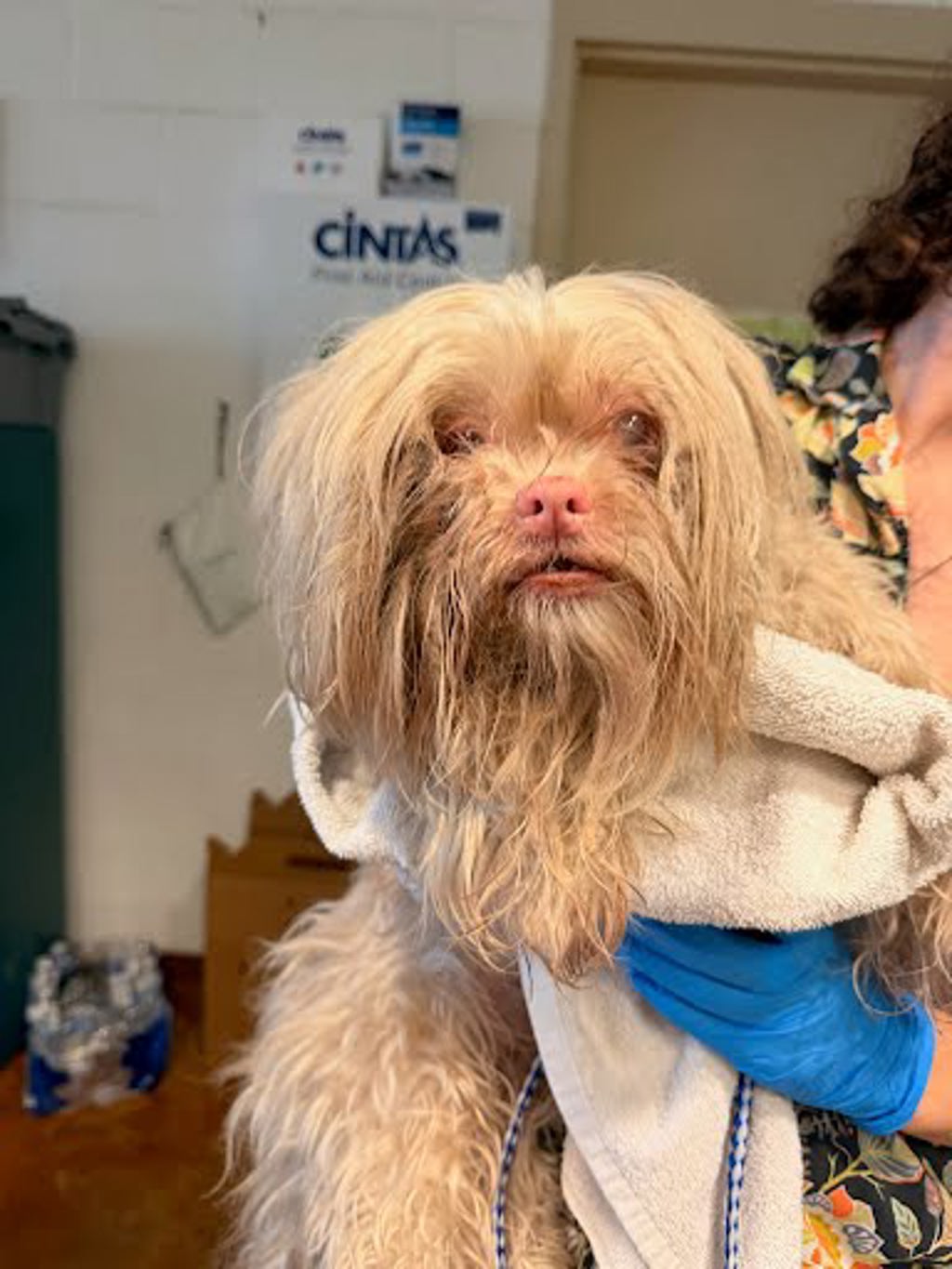 Shelter Stray Female Dog last seen Dorsett Rd & Brown Bark Pl, AUSTIN, TX, 78727, Austin, TX 78702