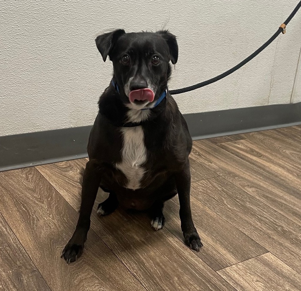 Shelter Stray Male Dog last seen Near 46th Street, San Diego, CA, 92105, 5500 Gaines St, San Diego, CA 92110, USA