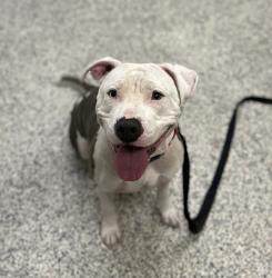 Shelter Stray Female Dog last seen 5100blk of 72nd Ave, Westminster, CO, 80030, Golden, CO 80401