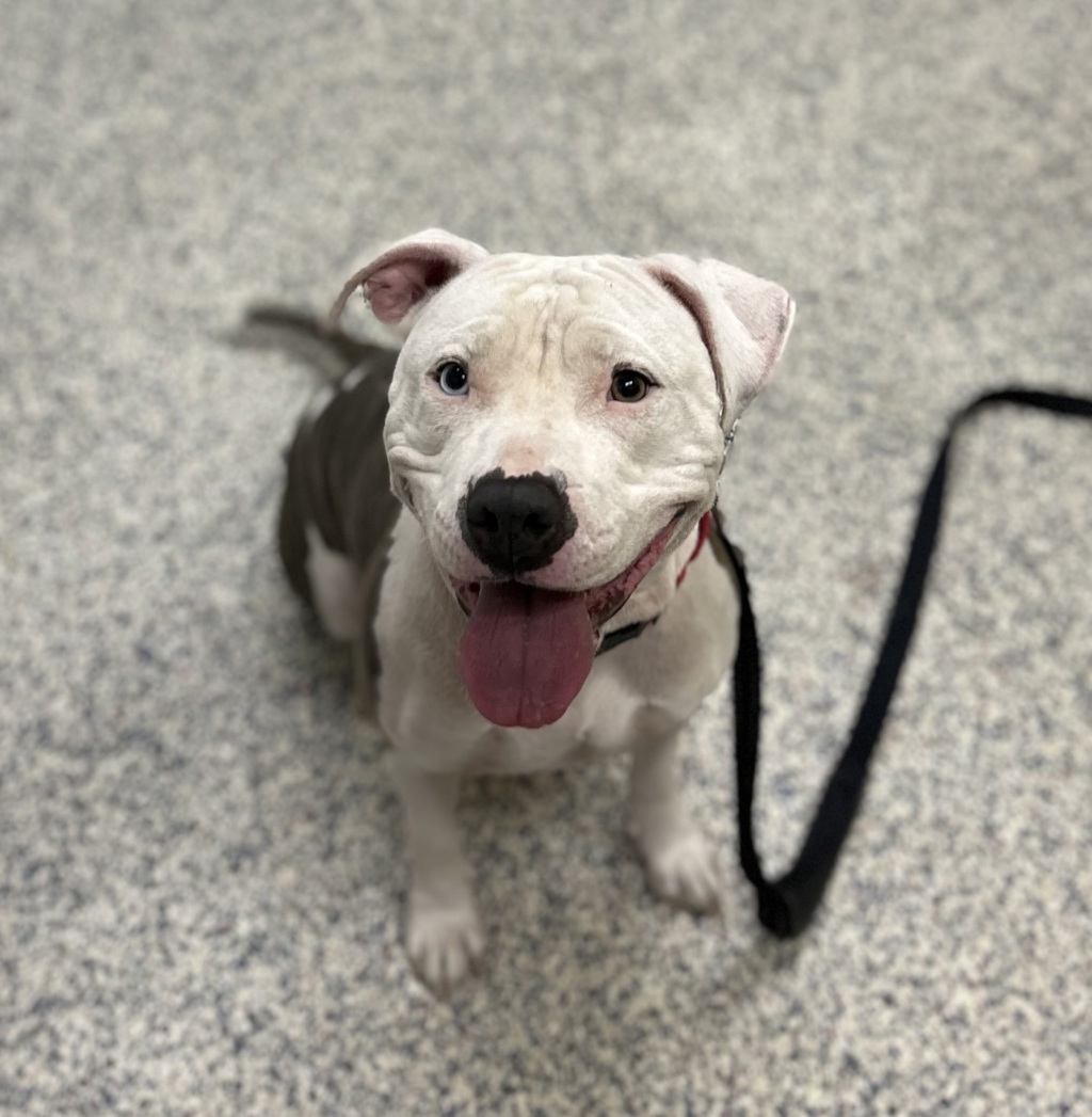 Shelter Stray Female Dog last seen 5100blk of 72nd Ave, Westminster, CO, 80030, Golden, CO 80401