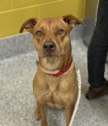 Shelter Stray Female Dog last seen 5100blk of 72nd Ave, Westminster, CO, 80030, Golden, CO 80401
