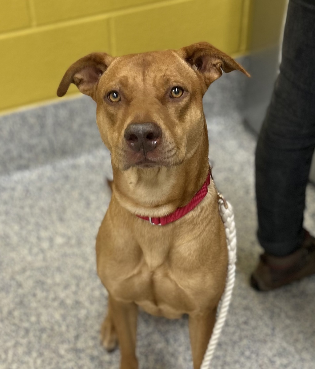 Shelter Stray Female Dog last seen 5100blk of 72nd Ave, Westminster, CO, 80030, Golden, CO 80401