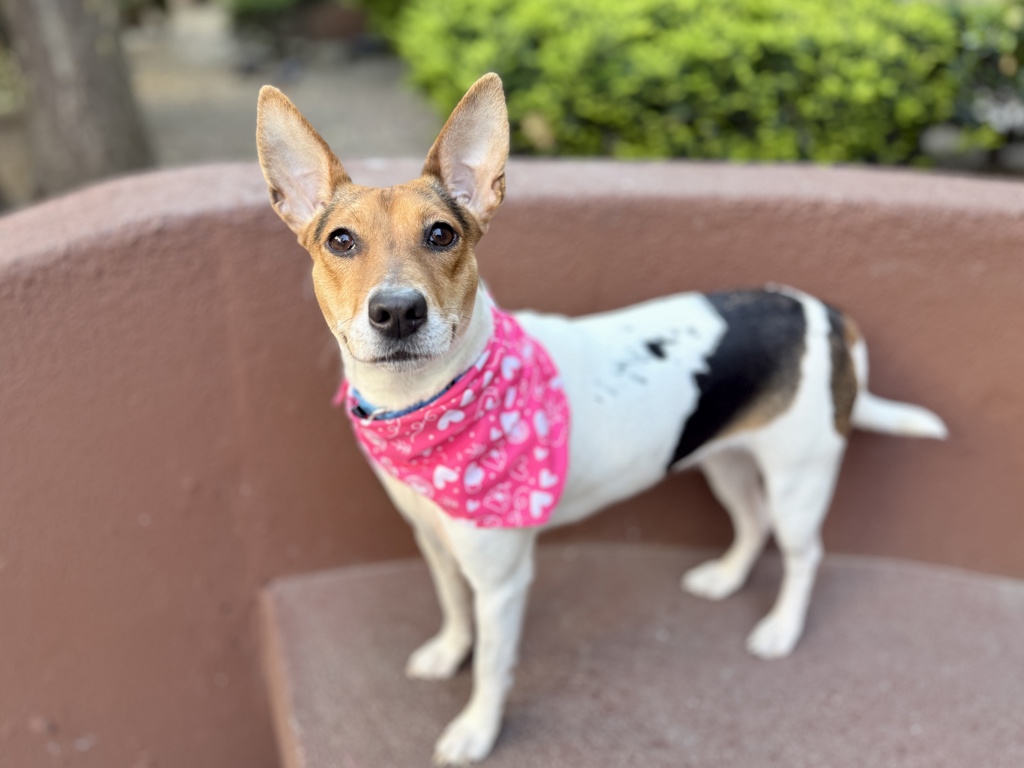 Shelter Stray Female Dog last seen Dog dumped at PAC, NEW YORK, NY, 10029, New York, NY 10029