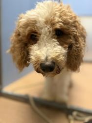 Shelter Stray Unknown Dog last seen Hamilton Street, San Diego, CA, 92116, San Diego, CA 92110