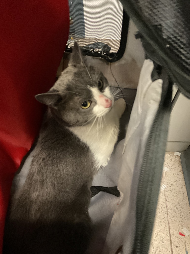 Shelter Stray Male Cat last seen Bronx Boulevard, BRONX, NY, 10467, New York, NY 10029