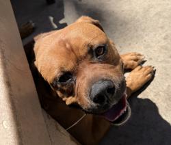 Shelter Stray Male Dog last seen Near Welch Road, San Diego, CA, 92134, San Diego, CA 92110