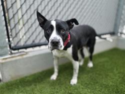 Shelter Stray Female Dog last seen Near Crown Point Drive, San Diego, CA, 92109, San Diego, CA 92110