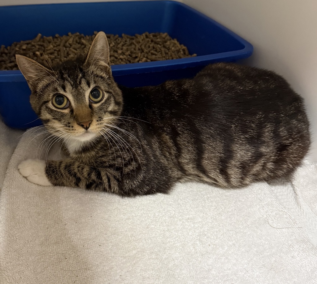 Shelter Stray Male Cat last seen Laurelhurst Park, PORTLAND, OR, 97214, Troutdale, OR 97060