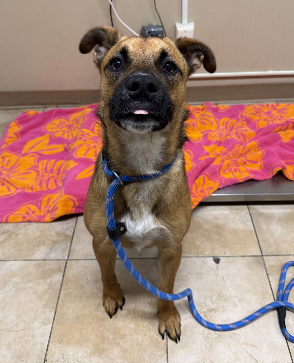 Shelter Stray Female Dog last seen NE 42nd / NE Holman, OR, Troutdale, OR 97060