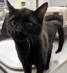 Shelter Stray Female Cat last seen Near 6th Avenue, DES MOINES, IA, 50309, Des Moines, IA 50313