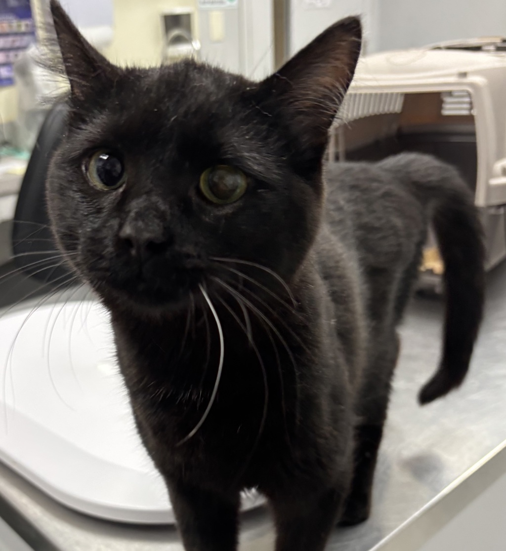 Shelter Stray Female Cat last seen Near 6th Avenue, DES MOINES, IA, 50309, Des Moines, IA 50313