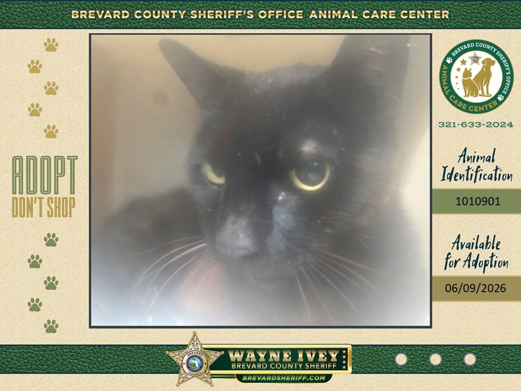 Shelter Stray Unknown Cat last seen United States, Melbourne, FL 32934