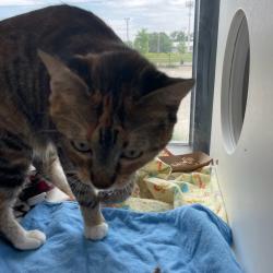 Shelter Stray Female Cat last seen Near Grand Avenue, DES MOINES, IA, 50312, Des Moines, IA 50313